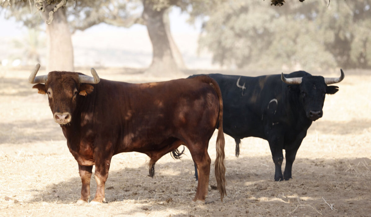 Gabriel Rojas: regenerarse… o regenerarse