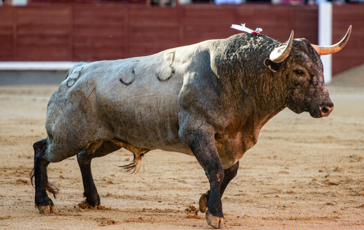 Dolores, Cuadri, Saltillo, Palha, Partido de Resina... en Las Ventas en 2026