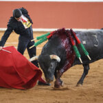 Un torero en acción con un toro durante una corrida