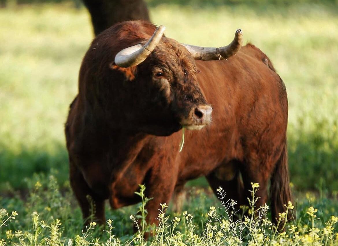 Talavante: “Quiero llevar la ganadería a un sitio de calidad y de fondo”