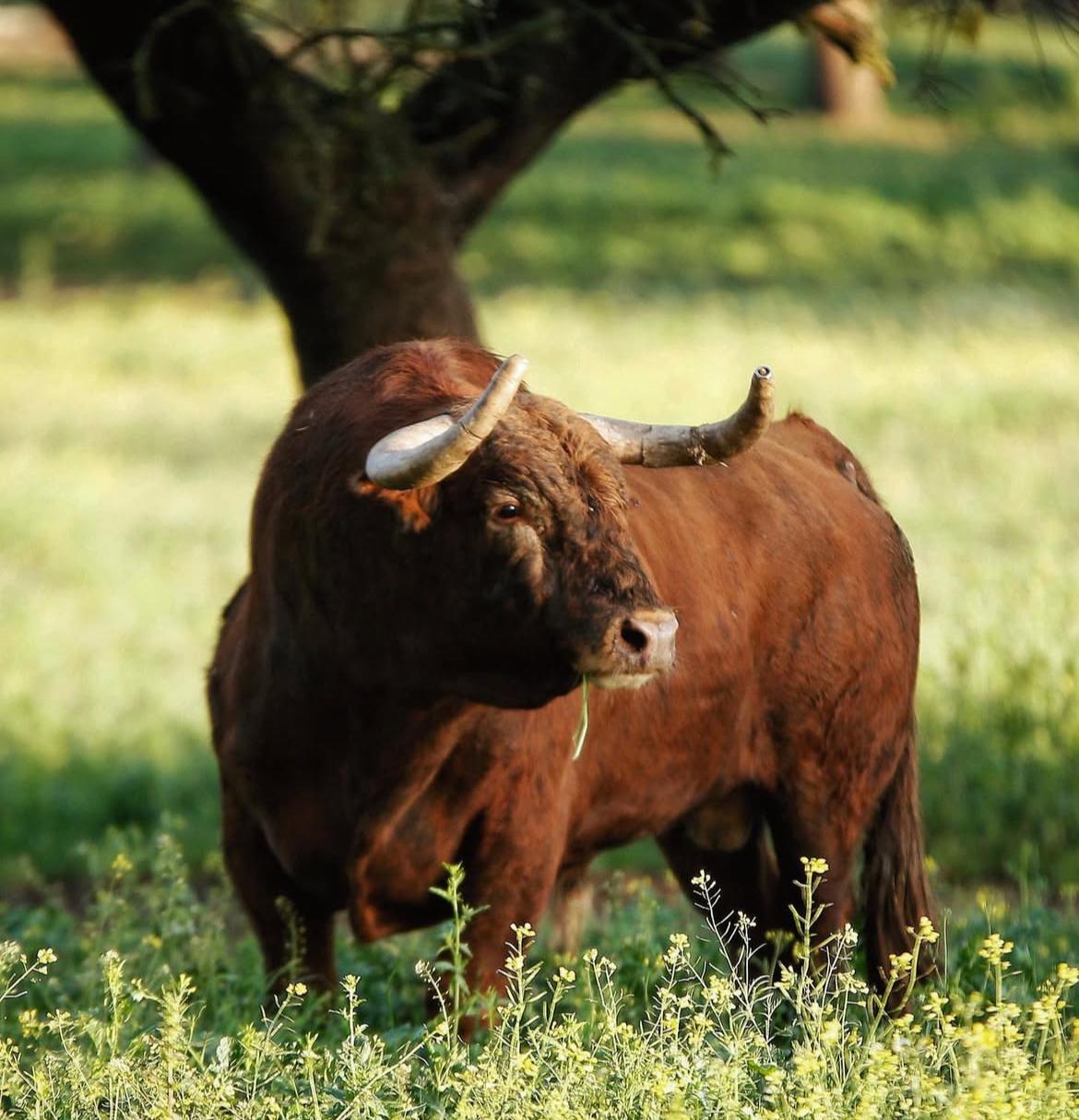 Talavante: “Quiero llevar la ganadería a un sitio de calidad y de fondo”