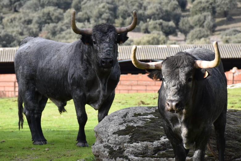Ceret, torismo en estado puro en su plantel ganadero 2026