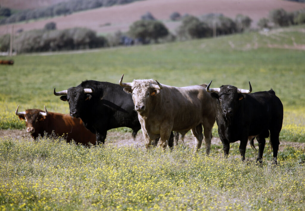 Las camadas ya están a punto y comprometidas