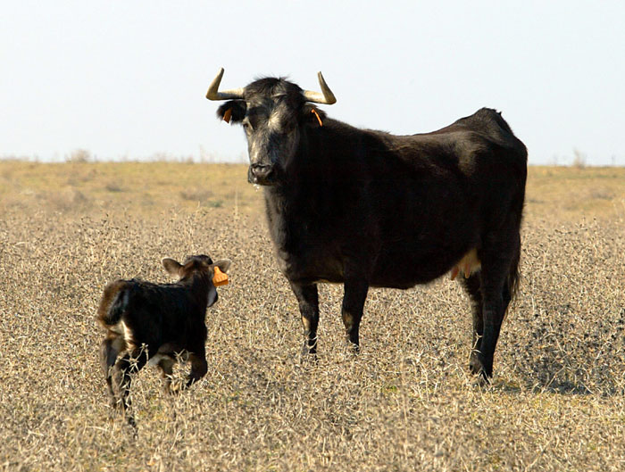Las camadas ya están a punto y comprometidas