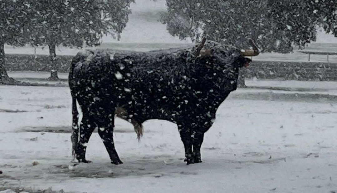 El campo bravo, bajo la nieve