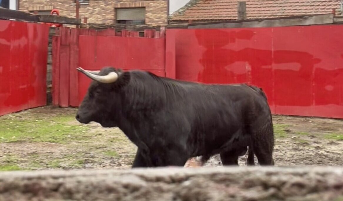 Sergio Rollón vuelve a los ruedos en Valdemorillo con Turqueso, de Jiménez Pasquau