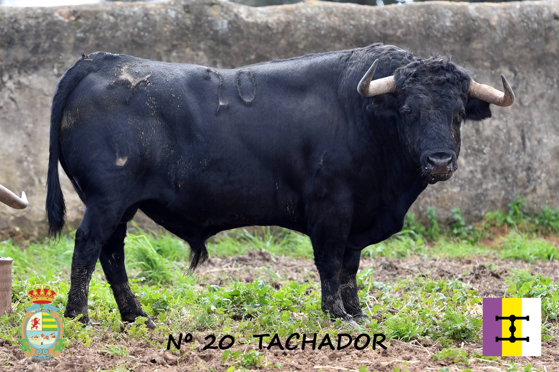 "Tachador", presentado el primero de los toros de Cuadri para la corrida benéfica de Villaseca de la Sagra