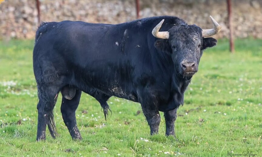 Los toros de José Luis Osborne para Sanlúcar la Mayor