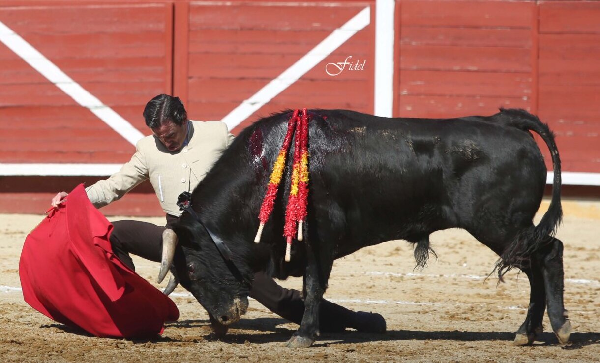 Juan Ortega y Manuel Román, toreo caro en el festival de Montoro