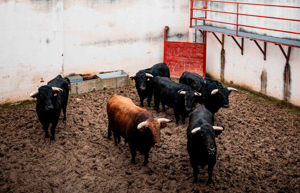 Cuatro hierros para el mano a mano entre Borja y Rufo en Valdemorillo
