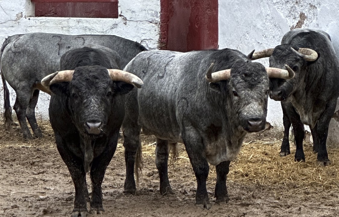 Los toros de La Quinta ya aguardan en los corrales de Castellón