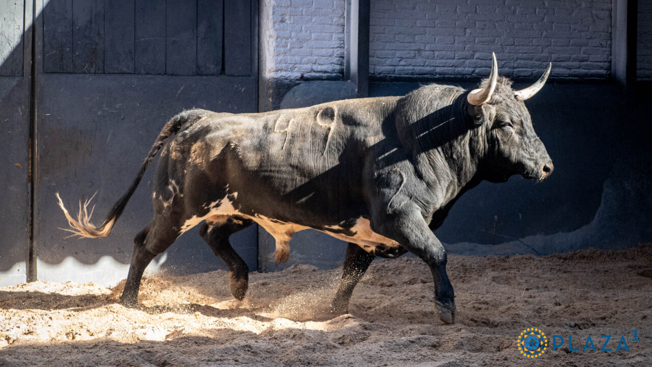 Cantillito, el toro de la confirmación de alternativa de Cristian Pérez