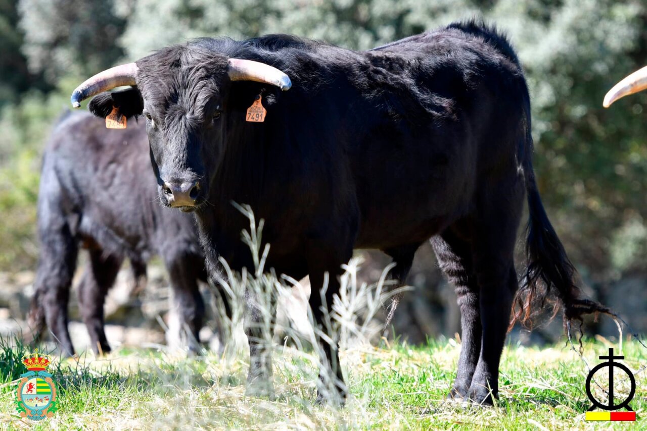 Los seis erales de Los Mimbrales para la segunda del Alfarero de Plata