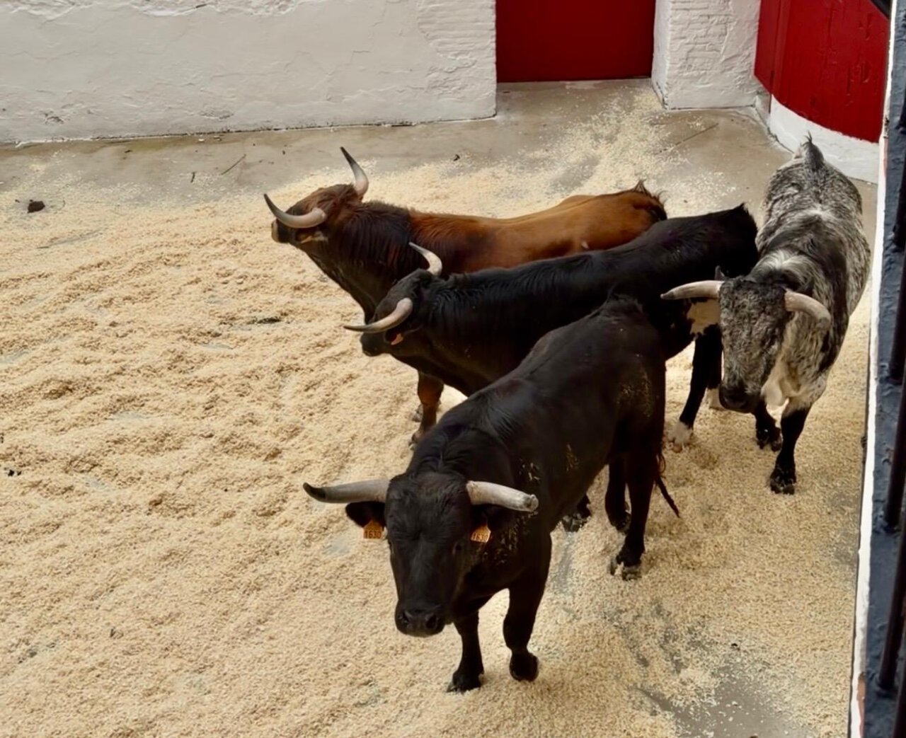 Los de Aída Jovani para la sin caballos abren las Fallas