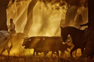 Foto: Rubén de Miguel Espeso, mención especial en el concurso fotógrafico del Ayto de Cuéllar 2025