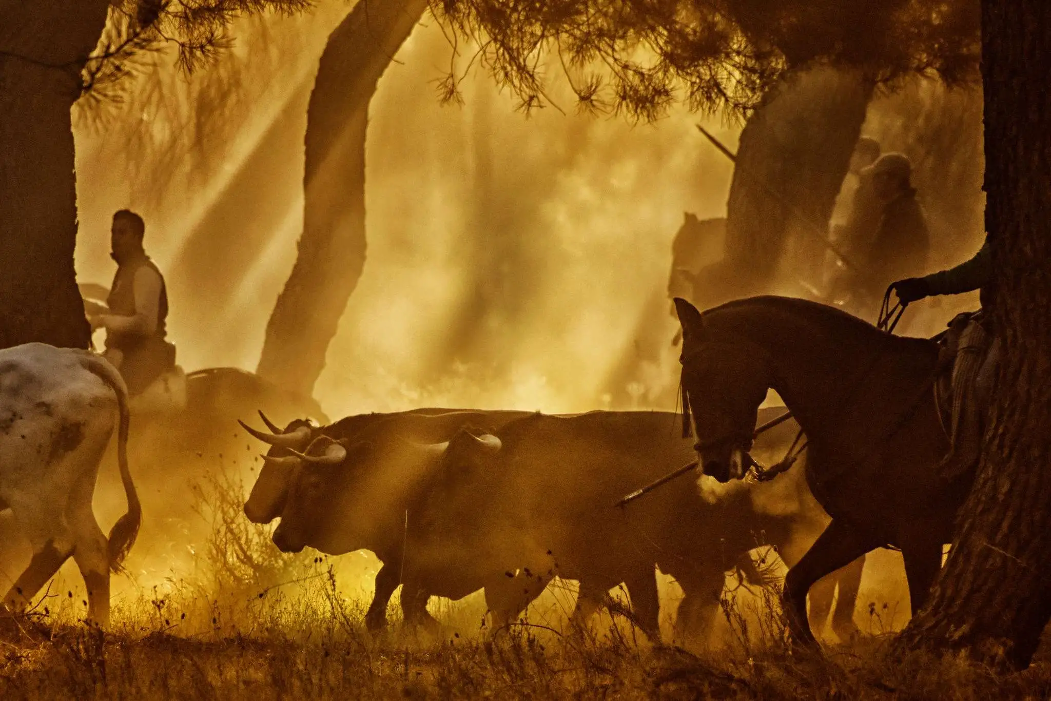 Foto: Rubén de Miguel Espeso, mención especial en el concurso fotógrafico del Ayto de Cuéllar 2025