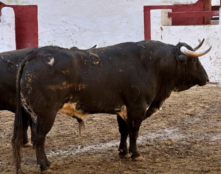 Dos Veraneante de Hermanos García Jiménez para el cartelazo de Castellón