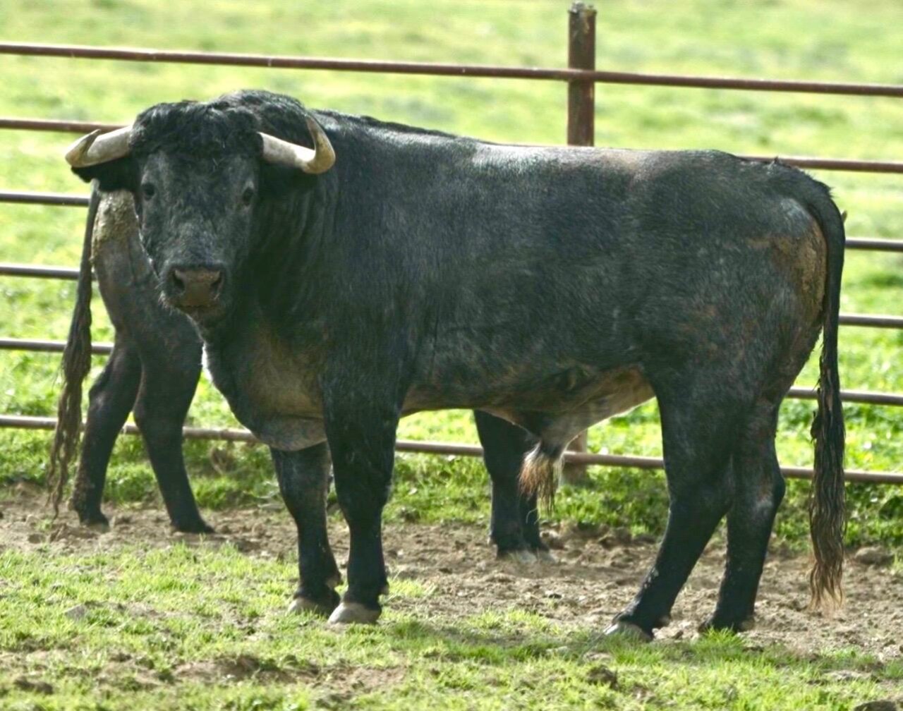 Plantaviñas, el toro de Victorino Martín para la gesta en solitario de Álvaro Lorenzo en Toledo