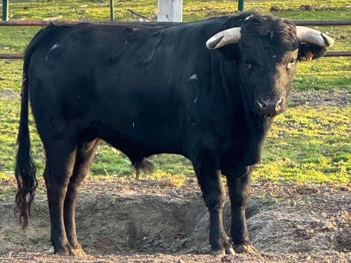 Los novillos de Flor de Jara y El Retamar para la última clasificatoria del Circuito de Madrid