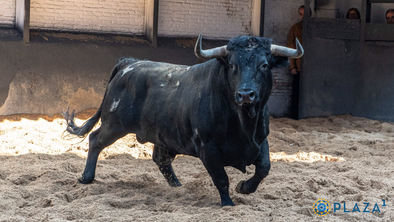 Curandero, de Cuadri, abre la temporada taurina en Las Ventas