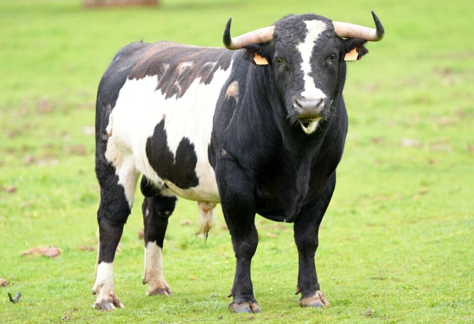 Cromático espectáculo de Alcurrucén para el regreso de los toros a Hellín