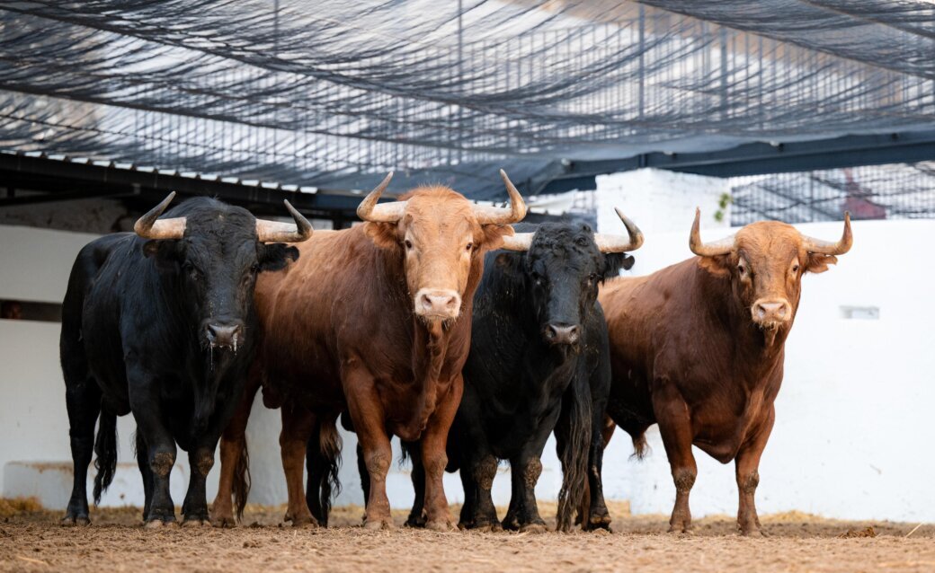 Sorteados los toros de Domingo Hernández para esta tarde en Valencia