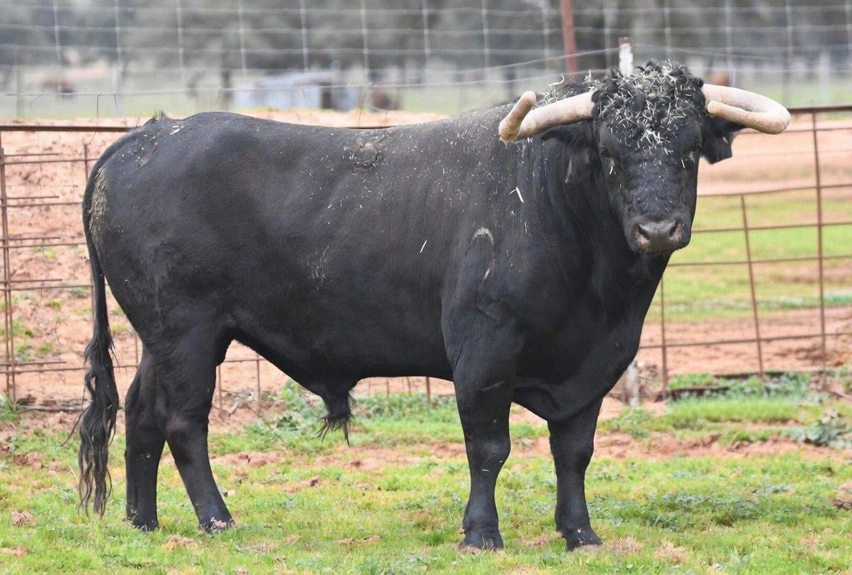 Los seis "samueles" para su centenaria cita del Domingo de Ramos en Inca