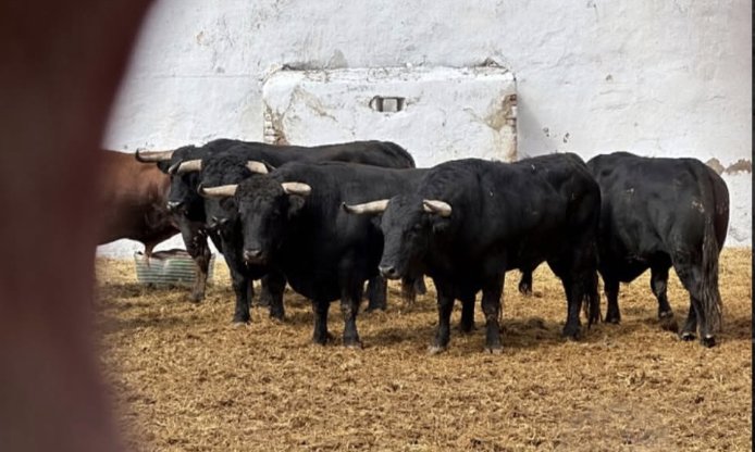 Seis toros de Zalduendo para esta tarde en Castellón