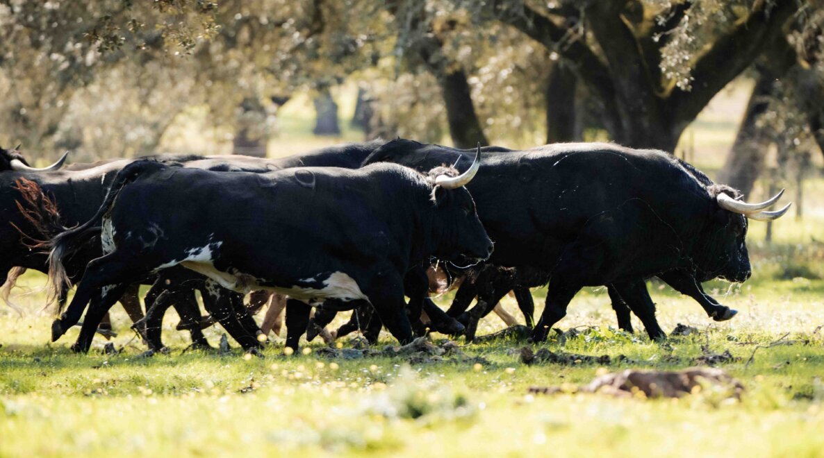 Ceret convierte en desafío ganadero la corrida de Dolores Aguirre tras producirse bajas
