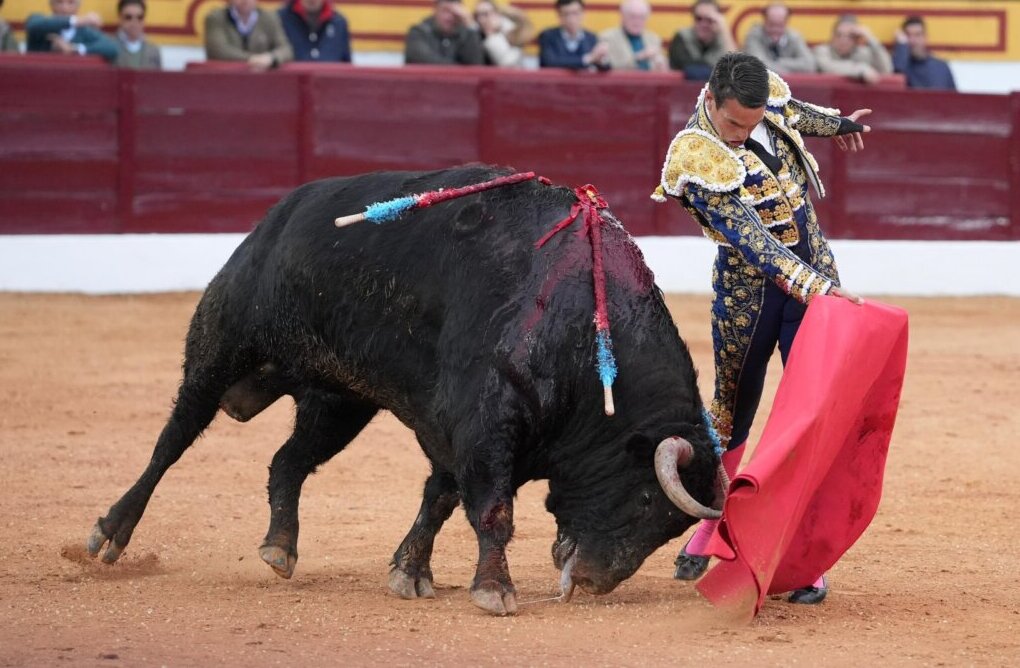 Así fue la faena de Manzanares a un Pitilloso de vuelta en Olivenza