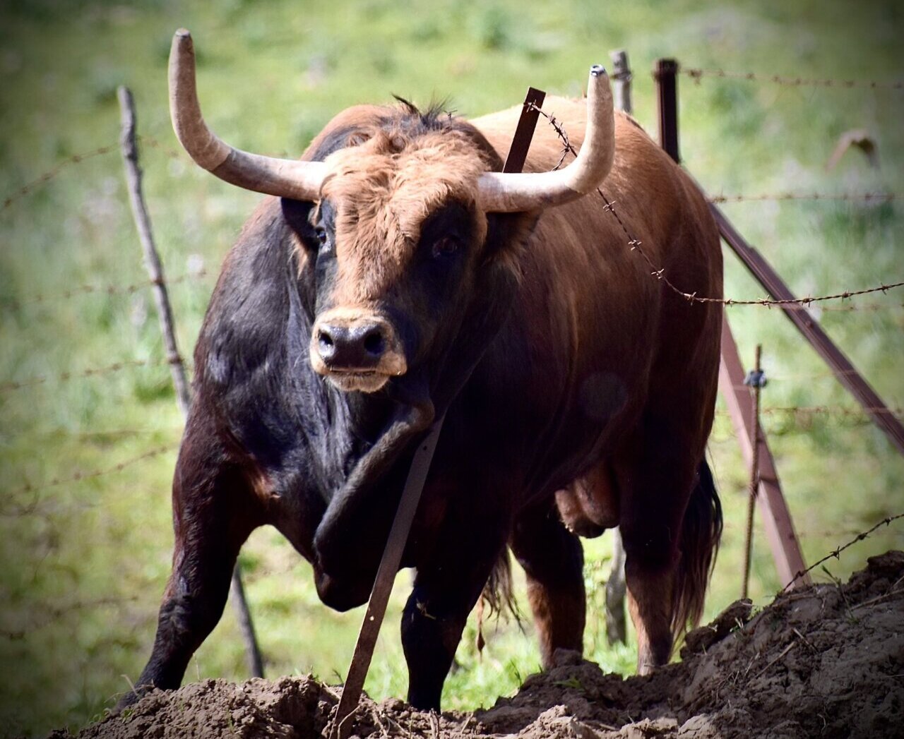 Mirlillo, tercer toro de La Palmosilla para los sanfermines de Pamplona