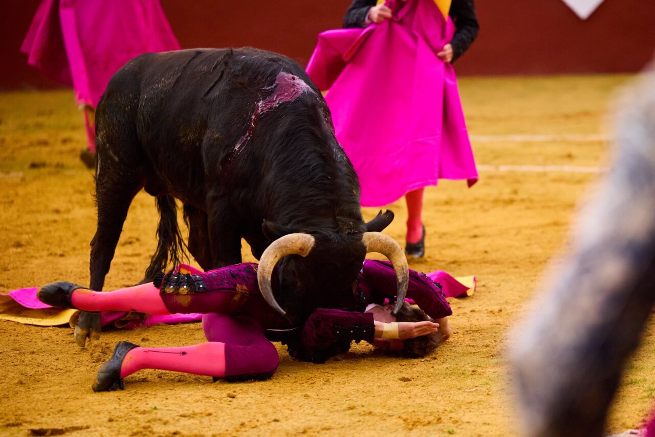 Julio Norte se sobrepone a dos volteretas en una faena épica: dos orejas del quinto  en Cortes de la Frontera