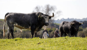 Dos de los toros que se lidiarán en Valencia. Foto: Arjona