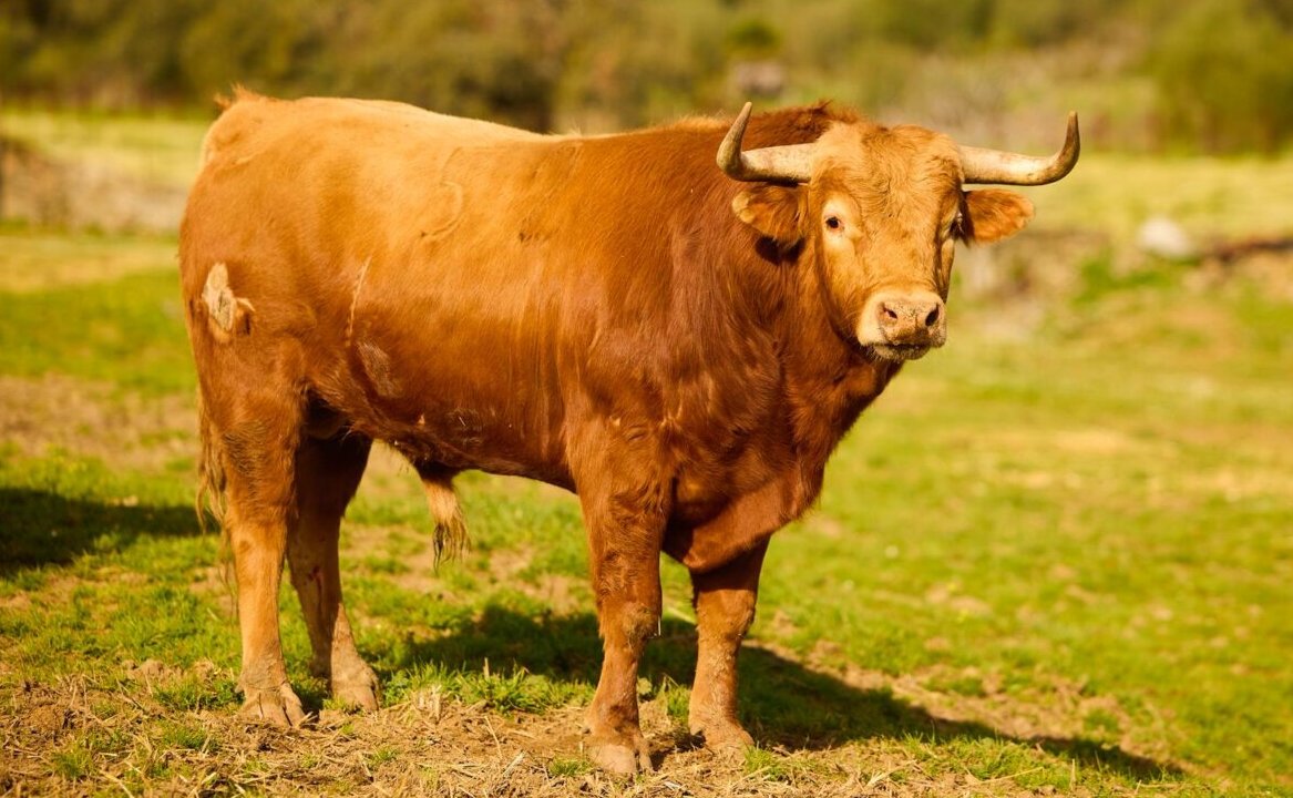 Los novillos de Osborne para la novillada inaugural del Circuito de Andalucía