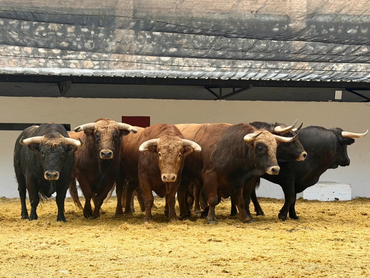 Una novillada de Guadajira sustituye a la de Talavante, que se lidiará en la Feria de Julio