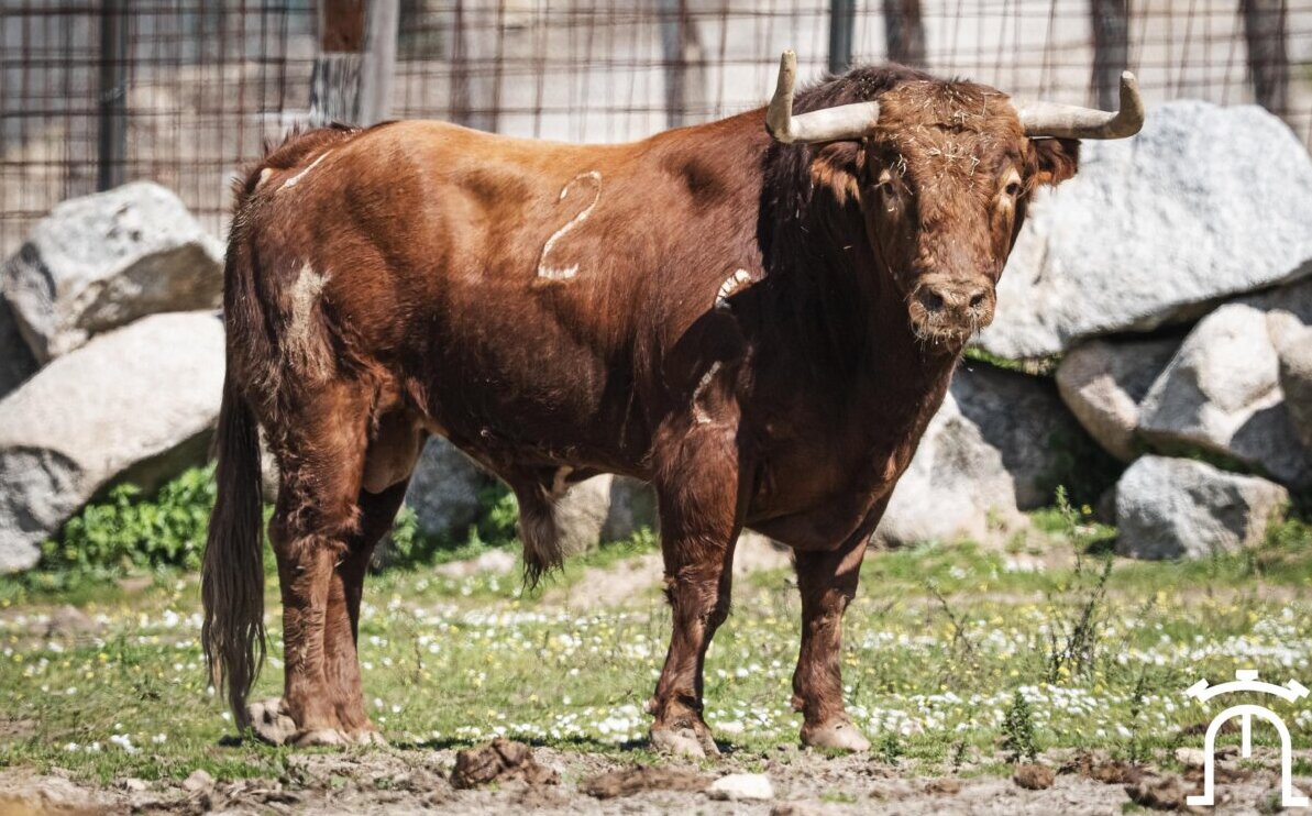 Los toros de Partido de Resina y Moreno Pérez-Tabernero para abrir la Copa Chenel