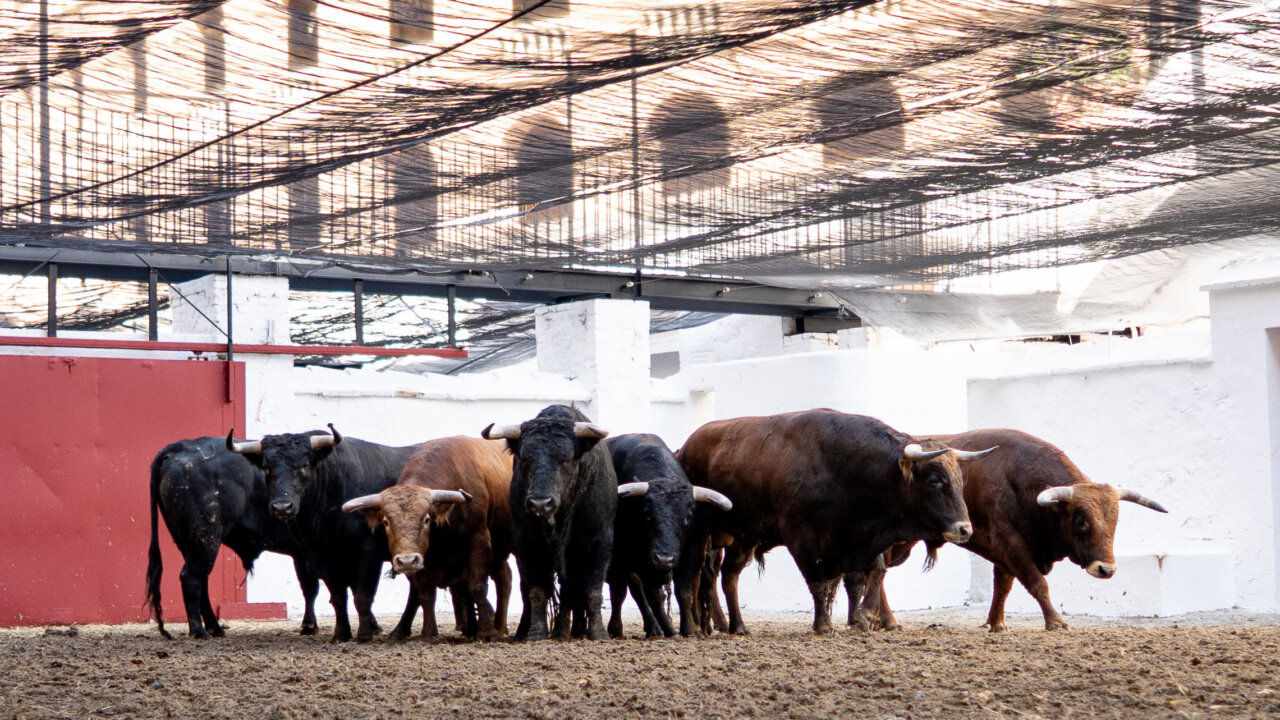 Seis novillos de Fuente Ymbro para esta tarde en Valencia