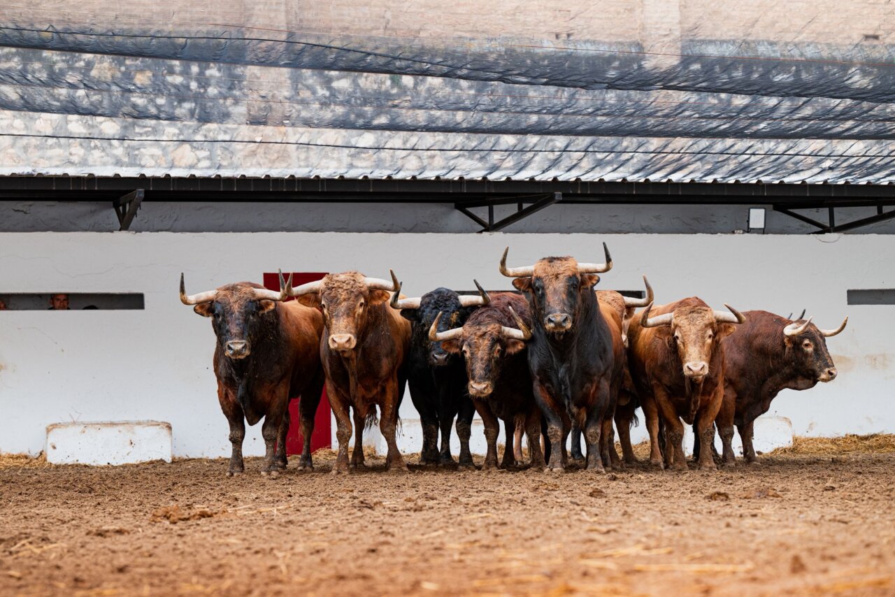 Seis toros de Núñez del Cuvillo cerrarán el ciclo fallero en Valencia