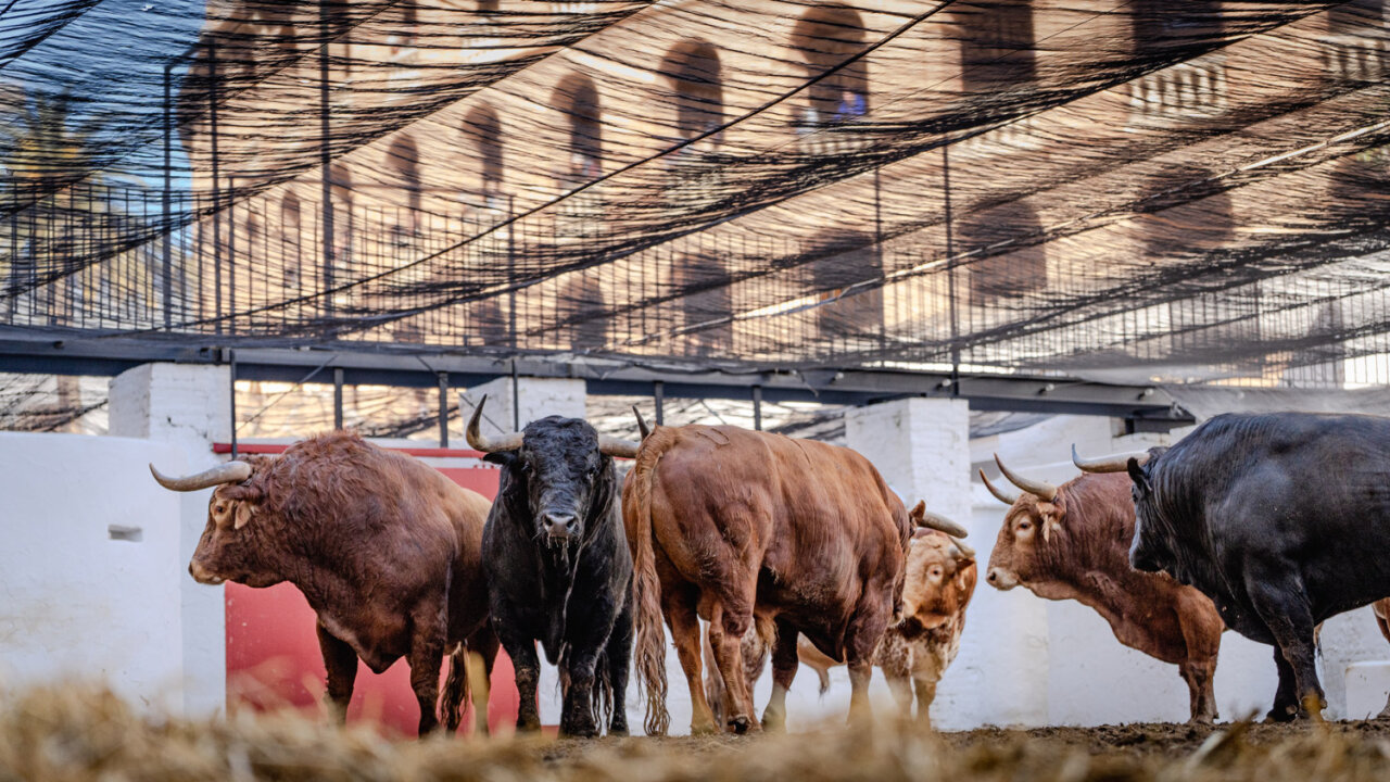 Marquesón abre la corrida de toros de Santiago Domecq en Valencia