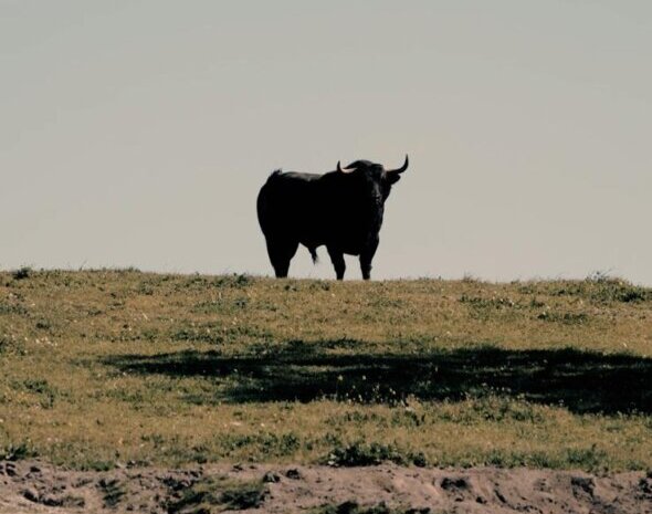 Estos son los toros de Conde de Murça para el Domingo de Ramos en Almeirim