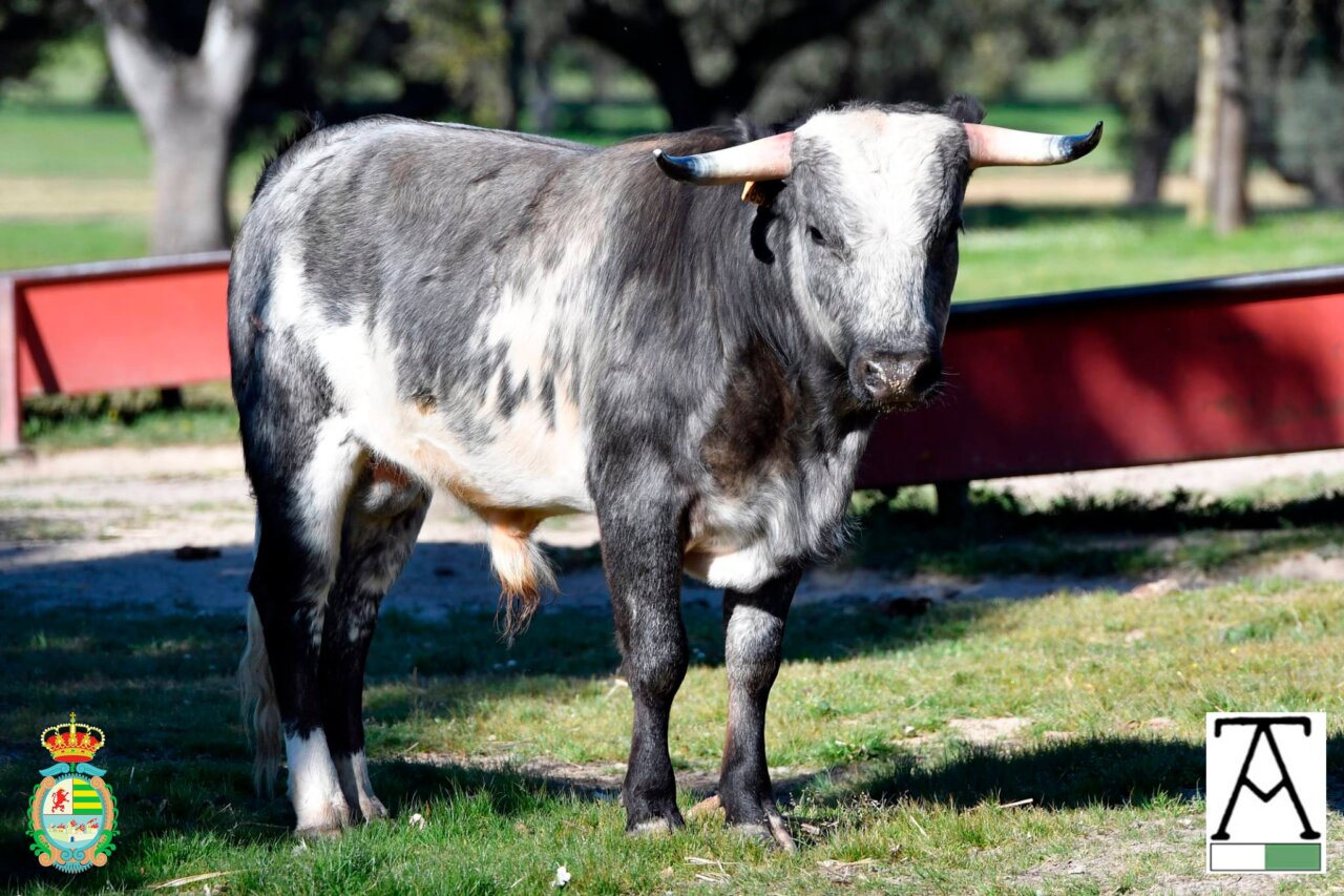 Sorteados los de Víctor Huertas y Toros de Castilla para la tercera del Alfarero de Plata