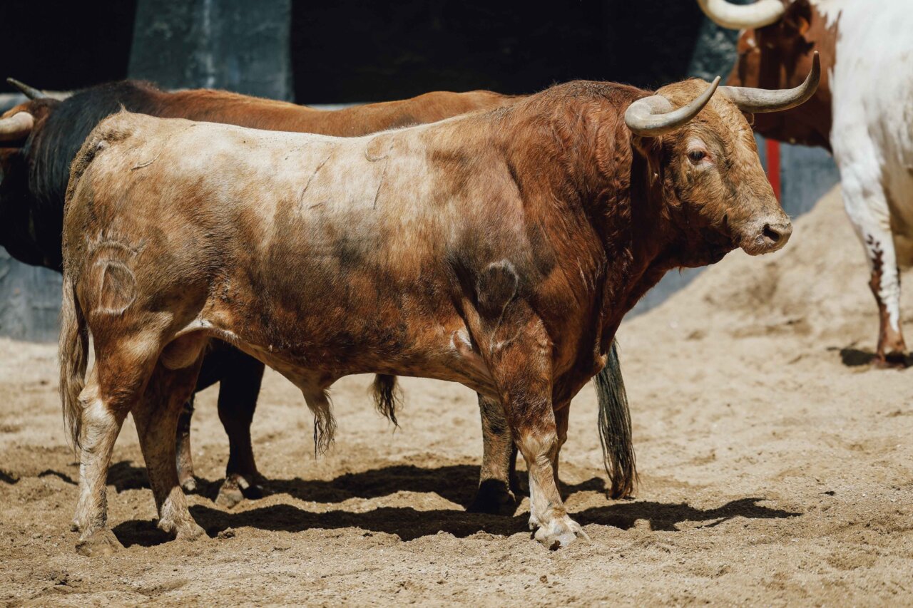 Sorteados los toros de Santiago Domecq para esta tarde en Sevilla