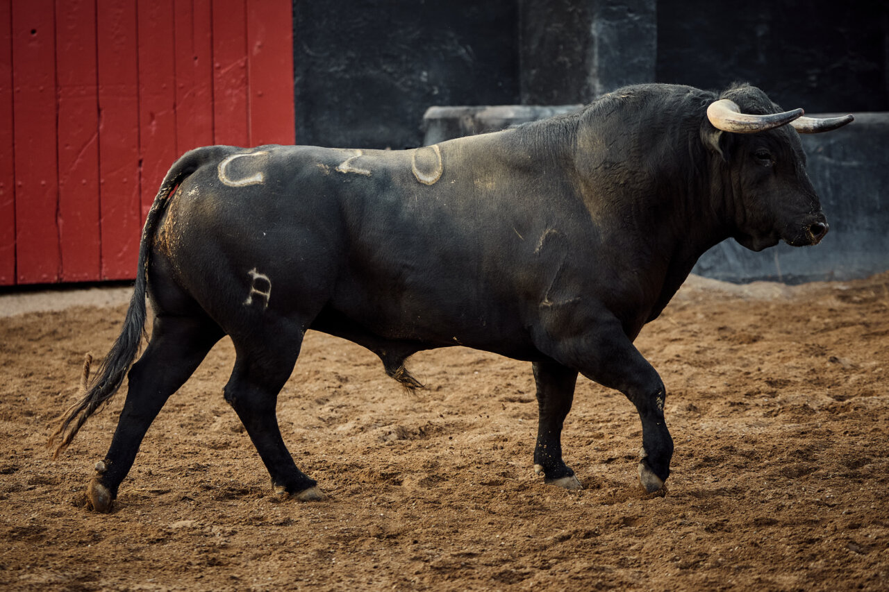 Sorteados los de El Capea y Carmen Lorenzo para la de rejones de Sevilla