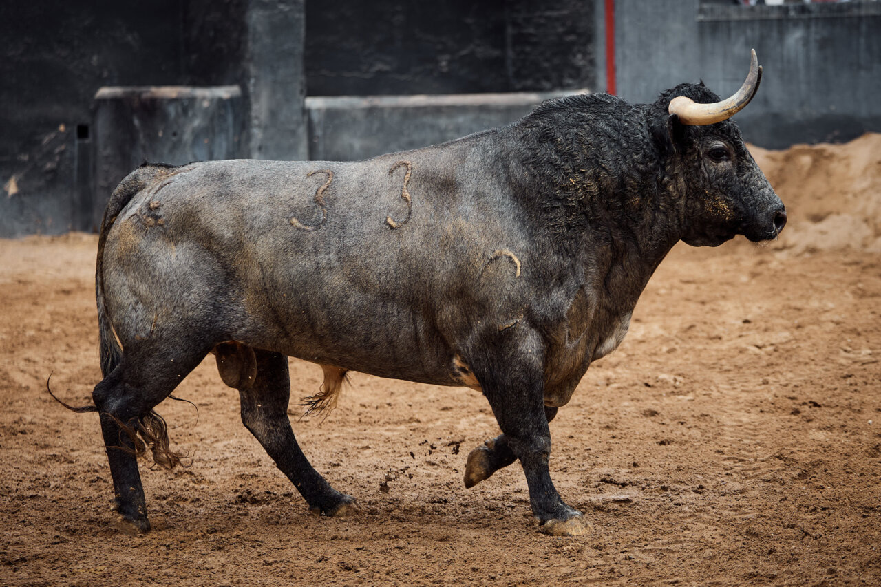 Seis de La Quinta para esta tarde en Sevilla