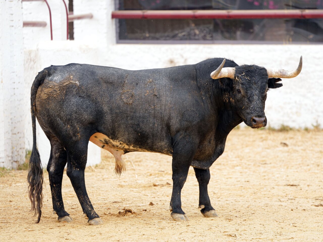 Palillero, de Miura, abrocha la Feria de Abril de Sevilla