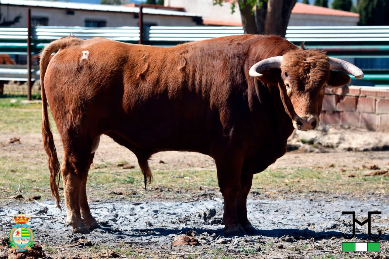 Los novillos de La Olivilla para la final del XII Alfarero de Plata de Villaseca de la Sagra