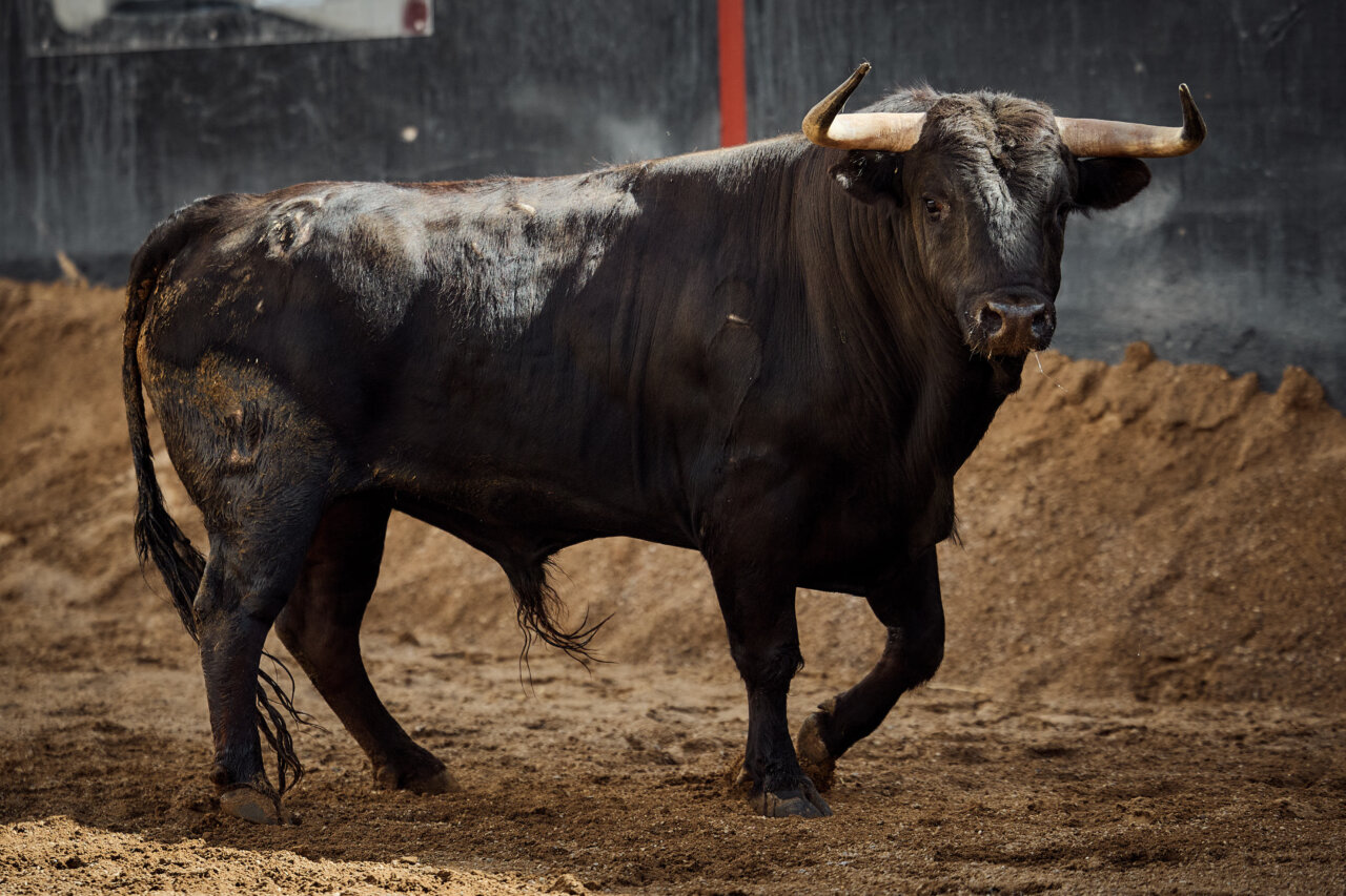 Cuatro de Hermanos García Jiménez y dos de Olga Jiménez en Sevilla