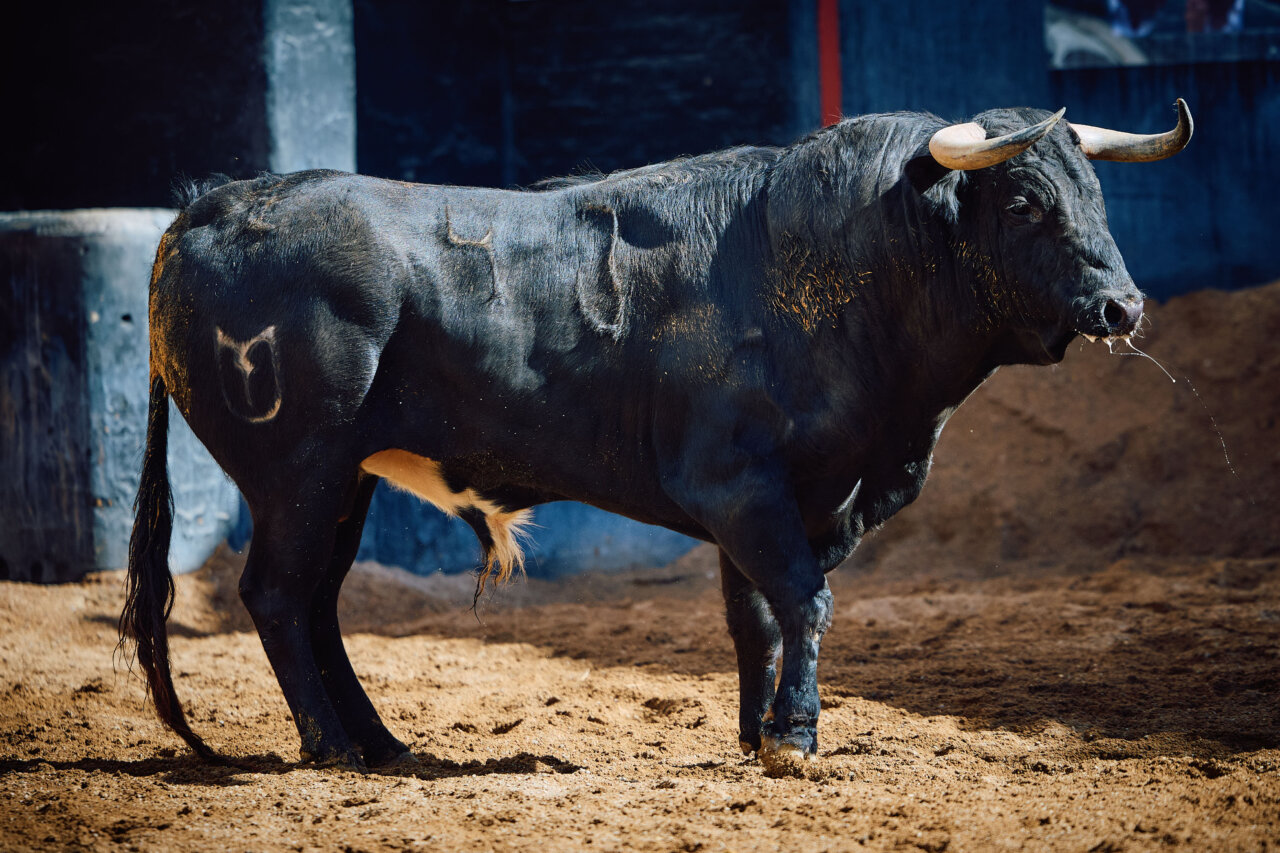 Resfriado, de Talavante, abre plaza en Sevilla