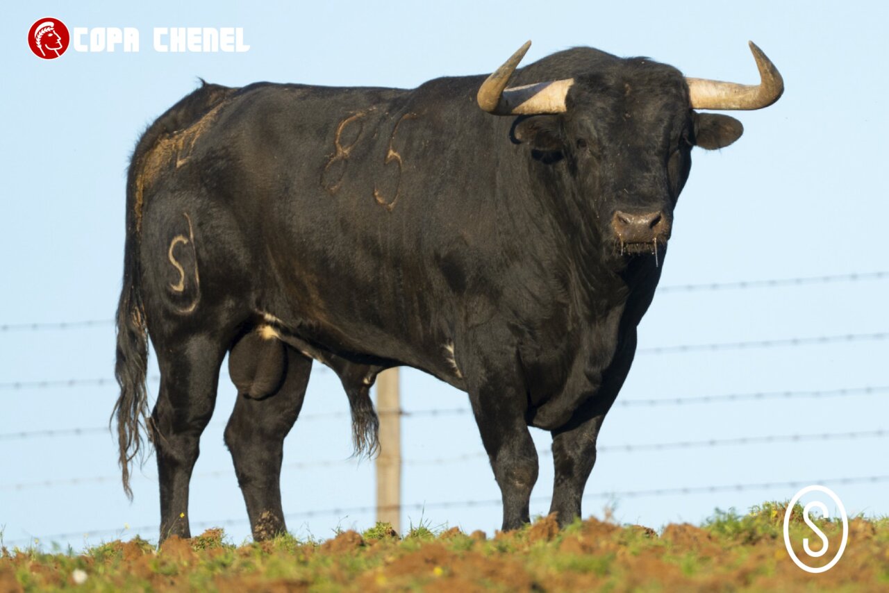 Condessa de Sobral y Guerrero y Carpintero, para la tercera de la Copa Chenel