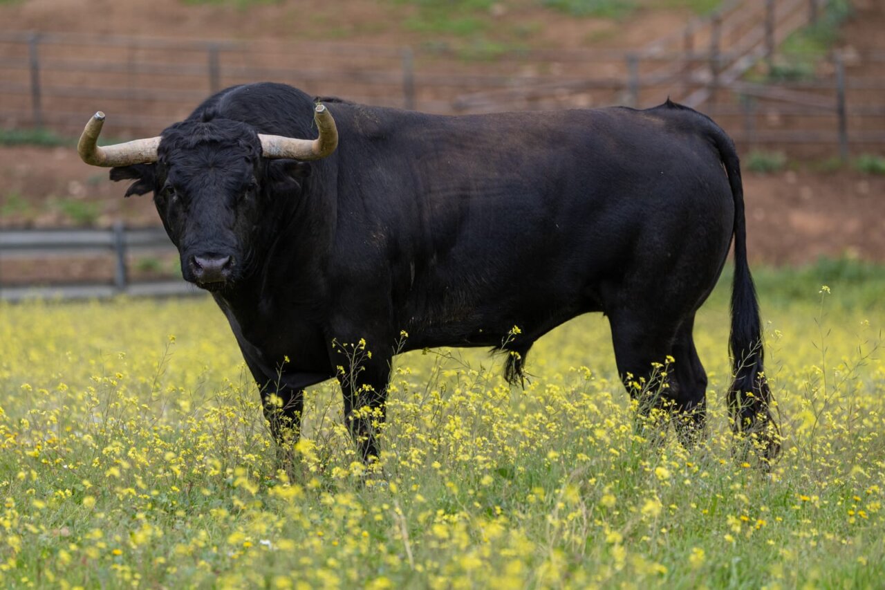 Los toros de José Escolar y Jandilla para Mont de Marsan